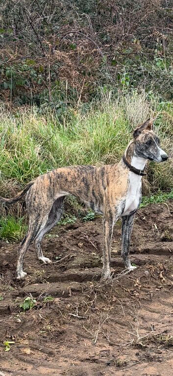 !WANTED WHIPPET STUD!