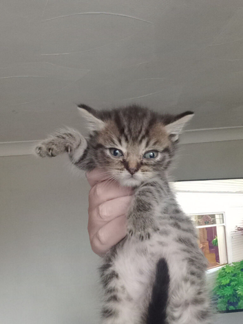 British shorthair Cross kittens