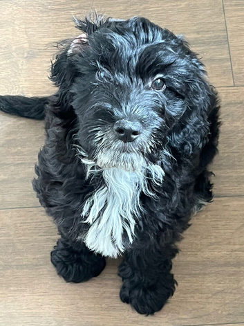 6 month old cockapoo