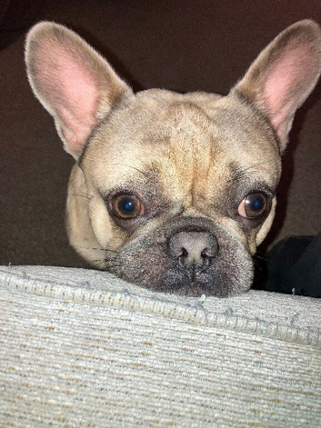 Now gone - Miniature French bulldog