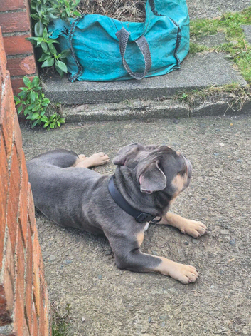 Male French Bulldog