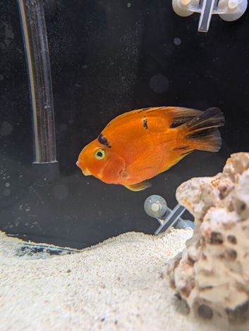 Tiger parrot fish