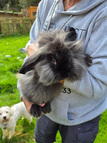 Continental Giant x Lion Lop