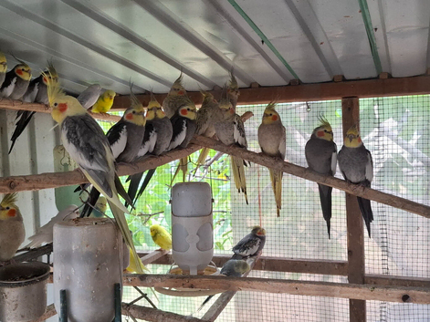 Parrots for sale