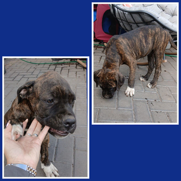 Cane Corso puppies