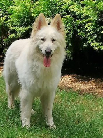 White long coated German shepherd available for stud