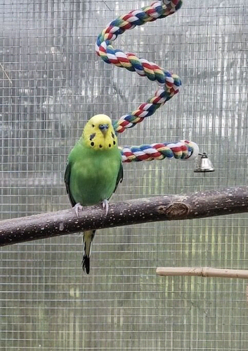 Budgies for sale