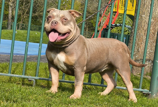 American Bully