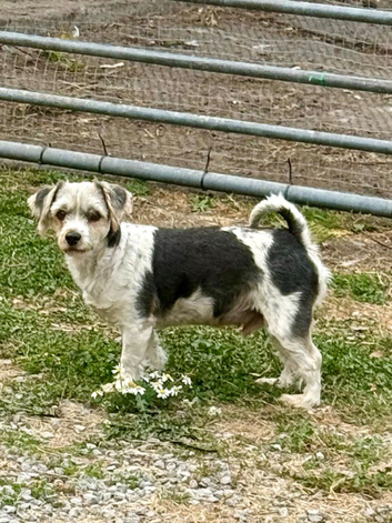 Neutered biewer boy