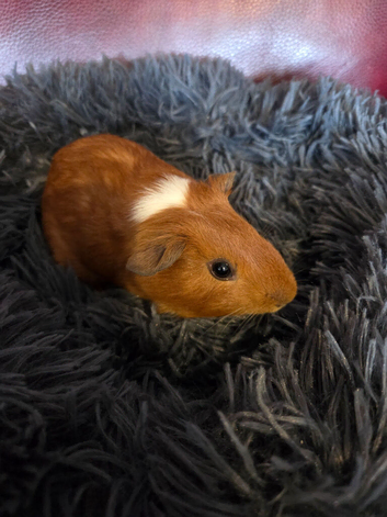 Male guinea pig and accessories