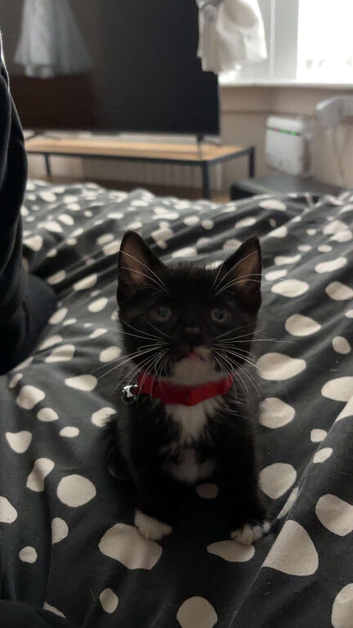 All black cat 11 weeks old male