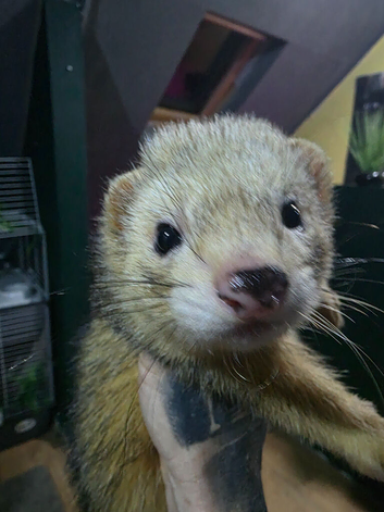Friendly Ferret