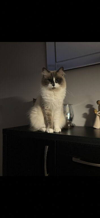Ragdoll x maincoon