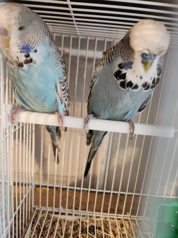 Breeding pair of exhibition budgies