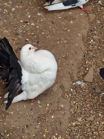 Black tail fantail fancy pigeon for sale