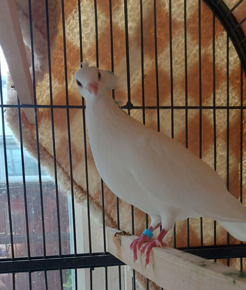 Pigeon and Dove Paired females