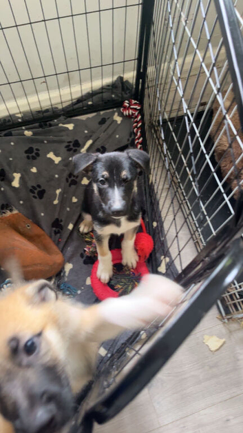 Shepsky puppy for sale ready to go