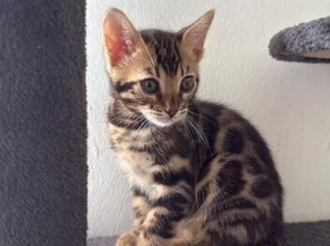Cute three months bengal boy looking for rehoming