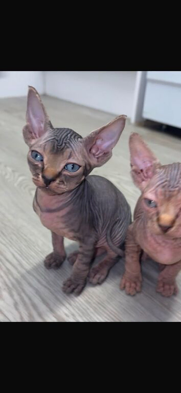 REDUCED Stunning Rainbow Litter of Sphynx Kittens &ndash; Boys & Girls Available