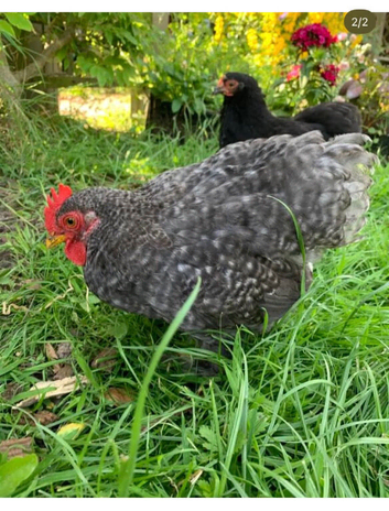 Blue Grey Mottle Pekin Bantam Cockerel
