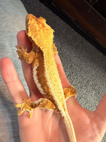 Crested gecko