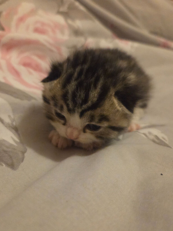 Beautiful kittens half British shorthair