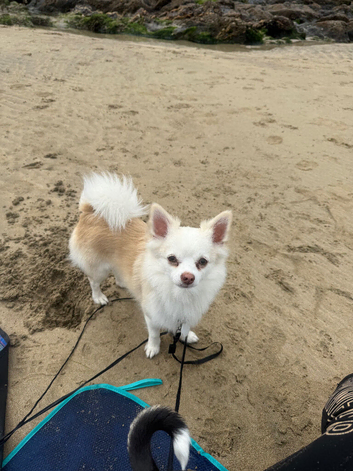 Male chihuahua stud
