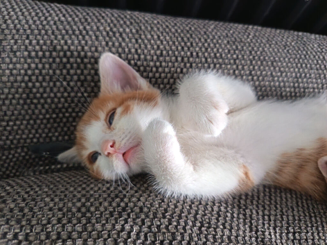 3x beautiful ginger and tabby kittens for sale