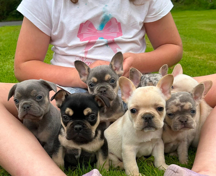 French bulldog Puppies