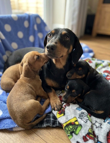 Dachshund x jack russle