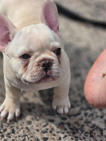 Female frenchie pup