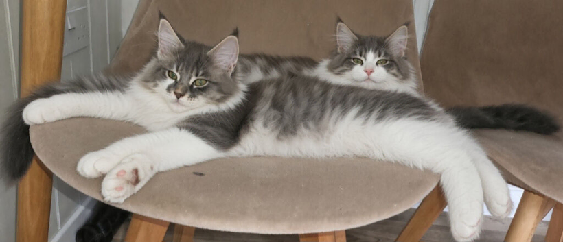 Main coone kittens