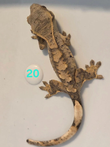 Juvenile Crested Geckos with full Lineage