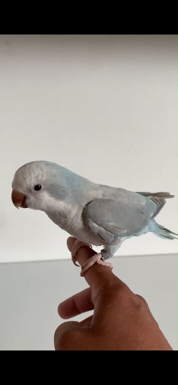 Baby Quaker Glasgow