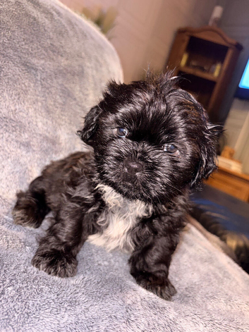 5 week old Female Shih Tzu x Lhasa Apso