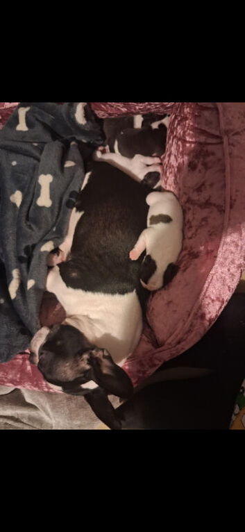 Stunning boston babies