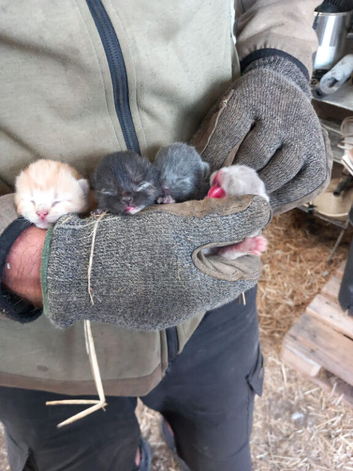 Kittens for sale