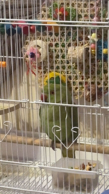 Baby Indian ring neck