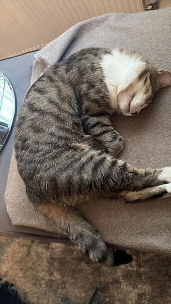 2yr old Independent Tabby