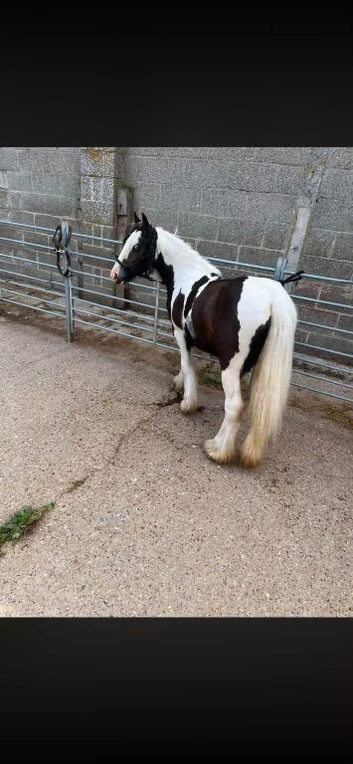 Mini coblet filly