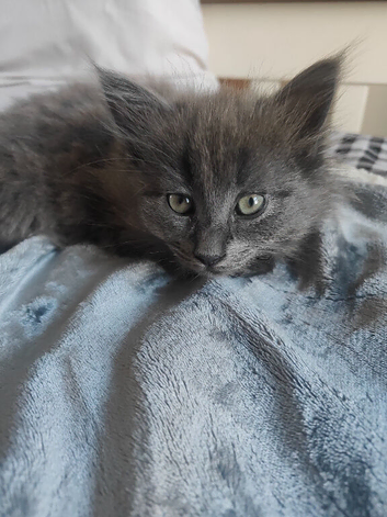 Gorgeous girl kitten