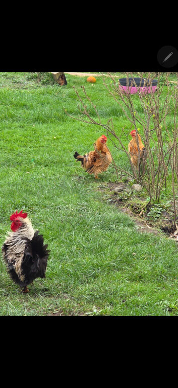 Bantam/Serama Cockerel. Free