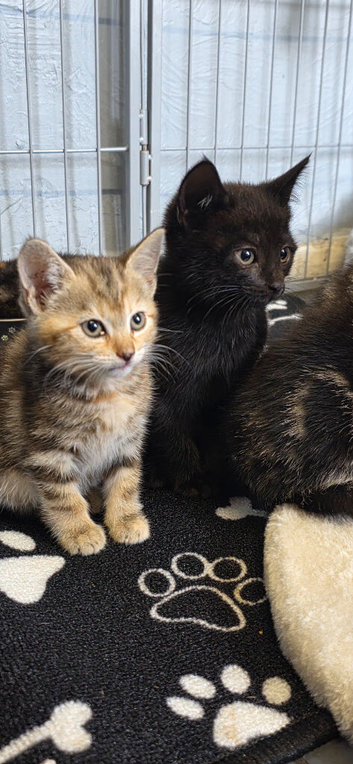 Beautiful babies for sale