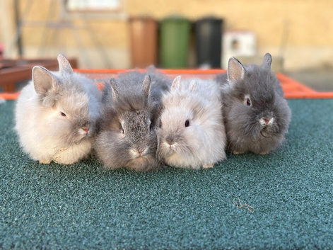 Lionhead rabbits - ready to go