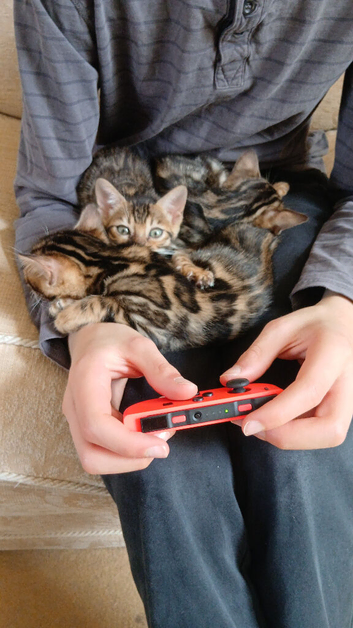 Family TICA Bengal Kittens