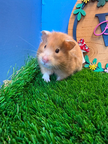 Beautiful Syrian Hamster Girl