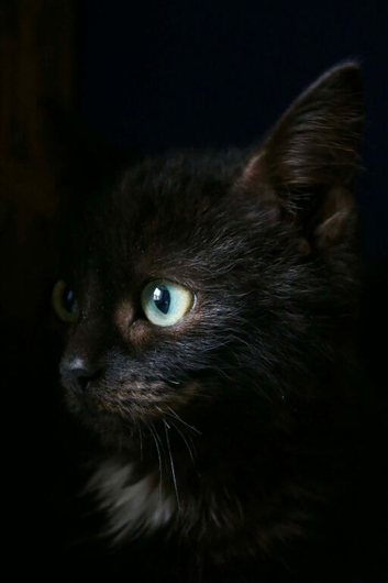 Sad rehome of my 10 month old kitten
