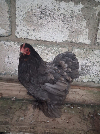 Mixed Pekin's hatching eggs