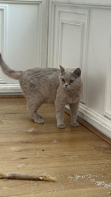 British shorthair lilac female