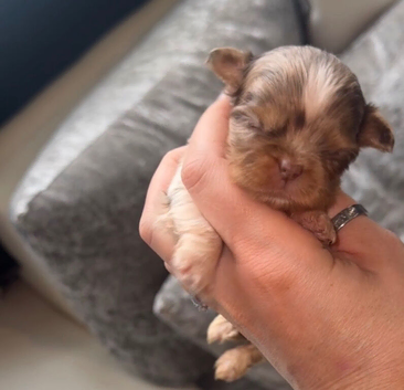 Chihuahua little boys available